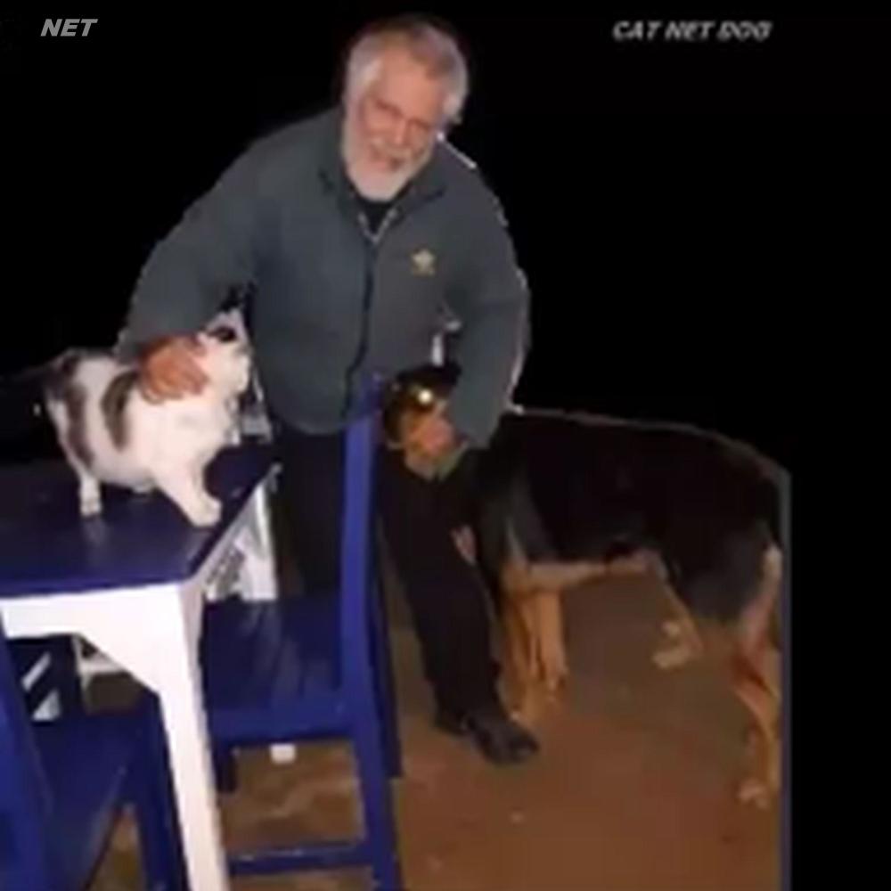 Guitar Solo Two Cat Net Dog