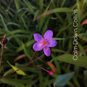 Dengarkan Autumn Morning Images lagu dari Calm Down Collins dengan lirik