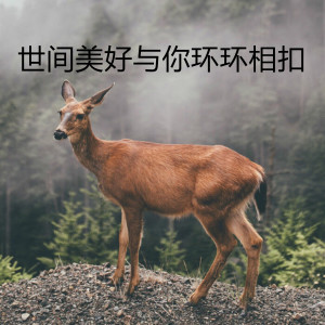 收聽差很多先生的世間美好與你環環相扣 (抖音熱播版)歌詞歌曲