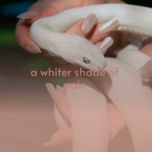 收听Percy Sledge的A Whiter Shade of Pale歌词歌曲