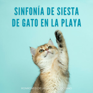Sinfonía De Siesta De Gato En La Playa: Ronroneo De Las Olas Del Océano