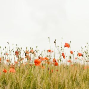 Listen to Dew on the Moss song with lyrics from The Sleep Helpers