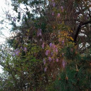 ดาวน์โหลดและฟังเพลง tomorrow พร้อมเนื้อเพลงจาก brudduh