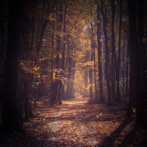 Album Footsteps in Forest Sound to Help Relax and Improve Mood from Forest FX