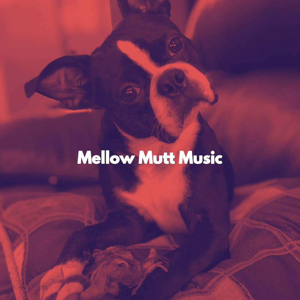 Groovy Ambiance for Doggy Leashes