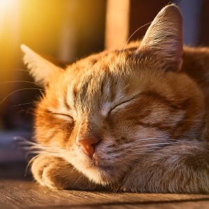 Guarida de música de gatos的專輯Suave Noche: Sonidos Hip Hop Para Gatos