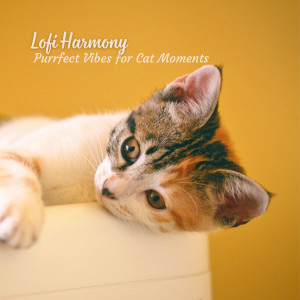 LofiMAT的專輯Lofi Harmony: Purrfect Vibes for Cat Moments