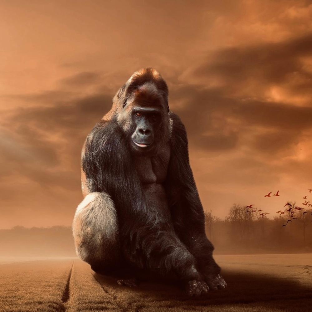 Animal (Explicit)