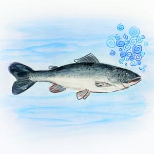 MF Eistee的专辑salmon