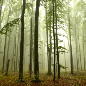 Listen to Singing Birds song with lyrics from Sounds of Nature Zone