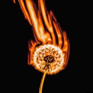ดาวน์โหลดและฟังเพลง DANDELION (feat. Jairodeo & Hxnna) (Explicit) พร้อมเนื้อเพลงจาก E-Bird