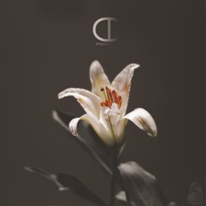 ดาวน์โหลดและฟังเพลง ดอกไม้แห่งหุบเขา (Of the valley) พร้อมเนื้อเพลงจาก Chipdisappear