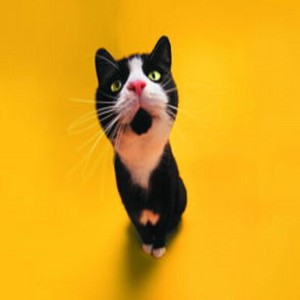 收聽鄧勃的百戰成詩歌詞歌曲