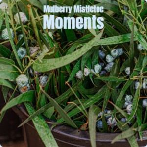 Dengarkan Merry Christmas Elvis lagu dari Michele Cody dengan lirik