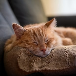 ดาวน์โหลดและฟังเพลง Vibraciones Relajadas De Gato พร้อมเนื้อเพลงจาก Ondas Alfa Puras