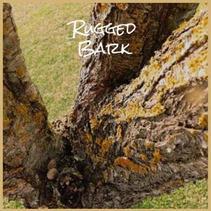 Album Rugged Bark from Various