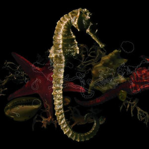 ดาวน์โหลดและฟังเพลง Loin De L'Ile พร้อมเนื้อเพลงจาก Kaolin