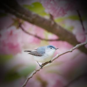 Birds and Nature Sounds for Depression Relief and Good Mood