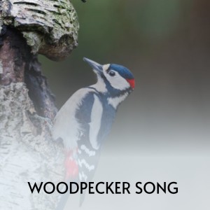 收听Jimmy Work的Smokey Mountain Moon歌词歌曲