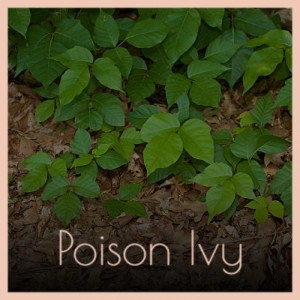 Listen to Poison Ivy song with lyrics from The Coasters