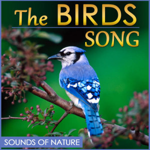 ดาวน์โหลดและฟังเพลง Canarios Silvestres Salvajes (Caldera Taburiente, Tenerife) พร้อมเนื้อเพลงจาก Nature Rec Studio