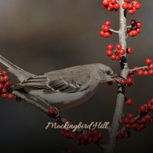 Album Mockingbird Hill oleh Various Artist
