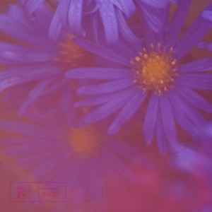 Listen to Purple song with lyrics from Liam Thomas