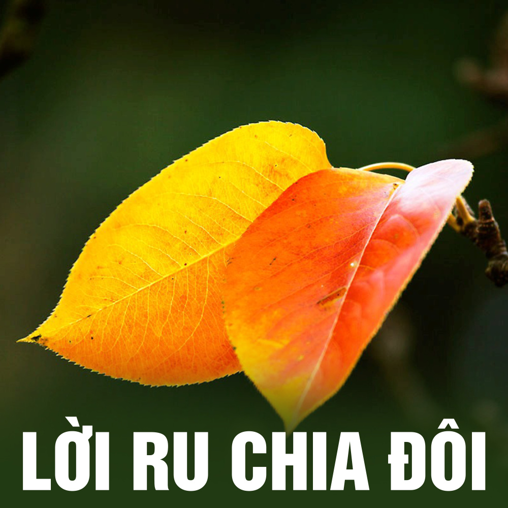 Hạt mưa mùa xuân