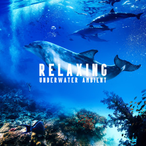 收聽Sea Dreams Music Universe的Whale in Ocean歌詞歌曲