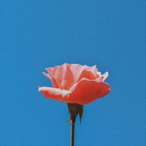 Album Faded Flower oleh I:AN