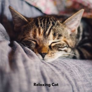 Relaxing Cat