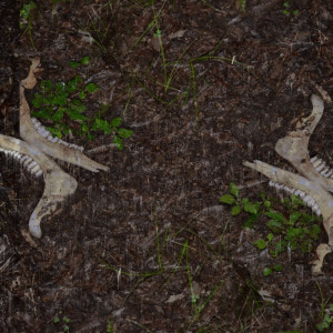 Listen to Killing the Kudzu song with lyrics from Cullen