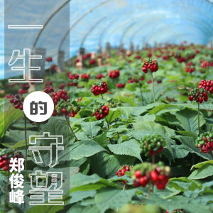 收聽鄭俊峰的一生的守望歌詞歌曲