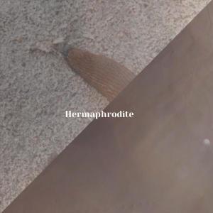 ดาวน์โหลดและฟังเพลง Diplodocus Salient พร้อมเนื้อเพลงจาก Manol Bino
