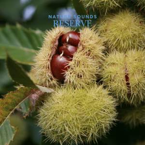 Nature Sounds Reserve的專輯Pines of the Forest