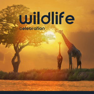 Listen to Wilderness Magic song with lyrics from Awesome Nature Sounds Ensemble