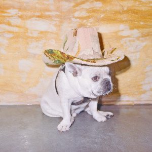 Album Gimme Gimme from Wyatt Blair