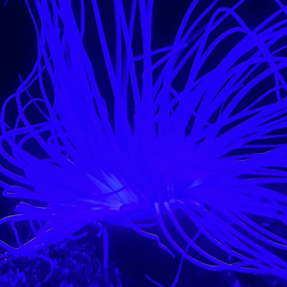 Blue Dune