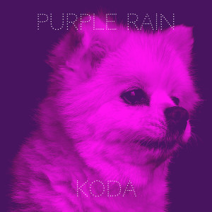 Album Purple Rain from Koda