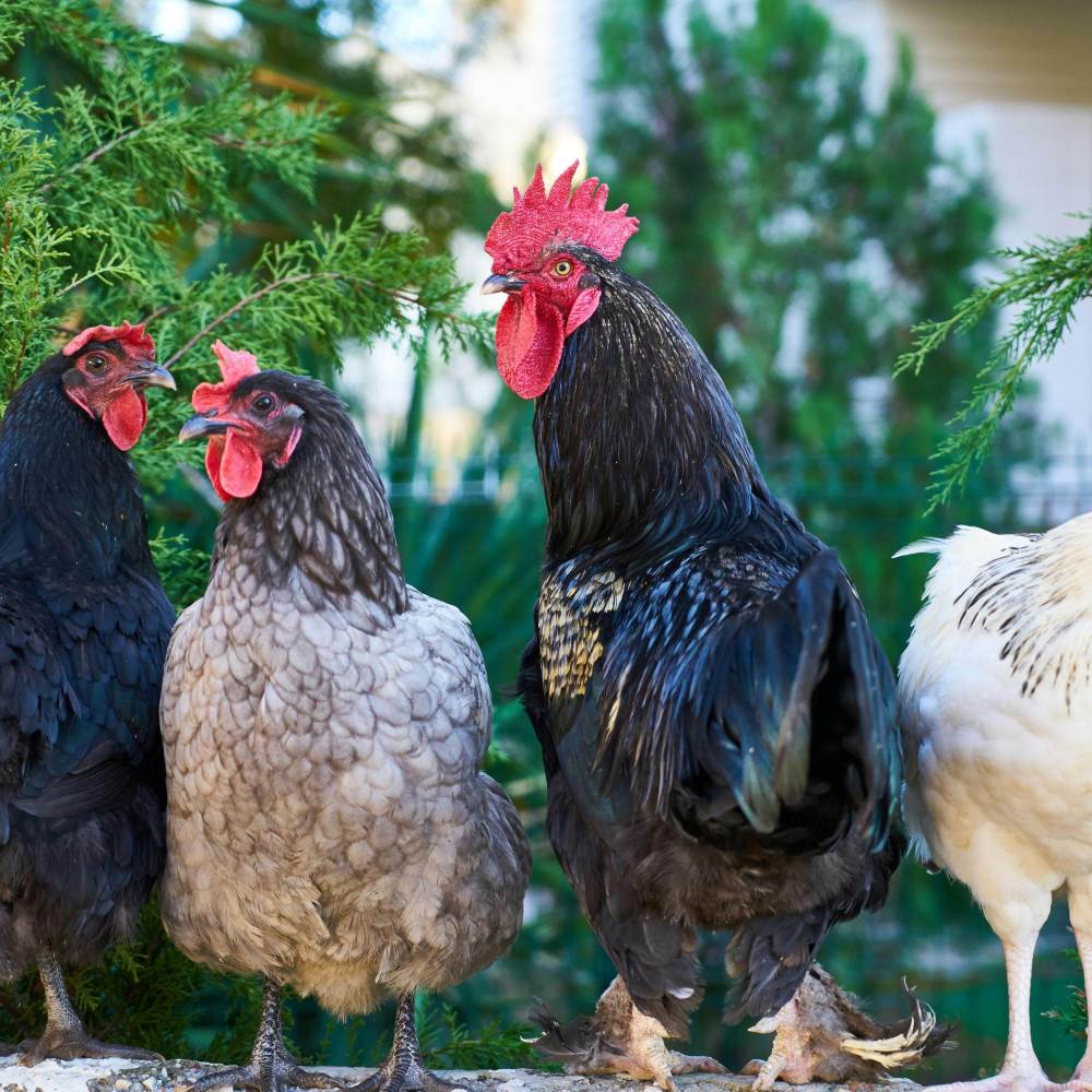 chicken p (Explicit)