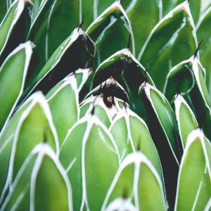 Listen to Lily song with lyrics from Yoga Tribe