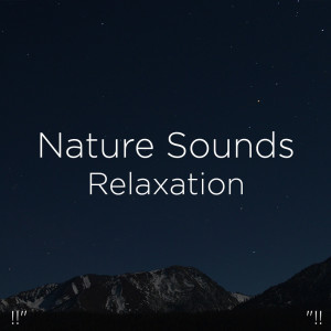 Listen to Bird Sounds In Nature song with lyrics from Nature Sounds