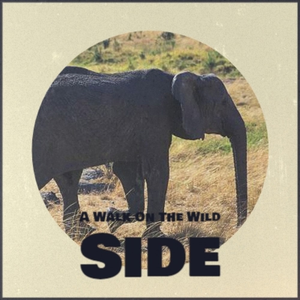 A Walk on the Wild Side