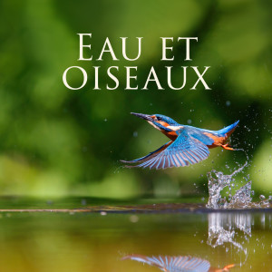 Album Eau et oiseaux (Détente dans l'oasis du spa, Sons apaisants de la nature) from 