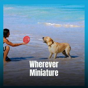 收听Marce Foma的Flutter Bash歌词歌曲