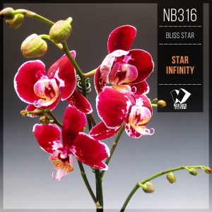 อัลบัม Star Infinity ศิลปิน Bliss Star