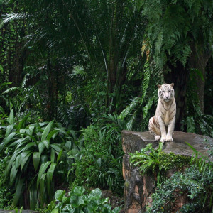 Listen to The Jungle (feat. Dante Marra & Kc) (Explicit) song with lyrics from Jivenchy