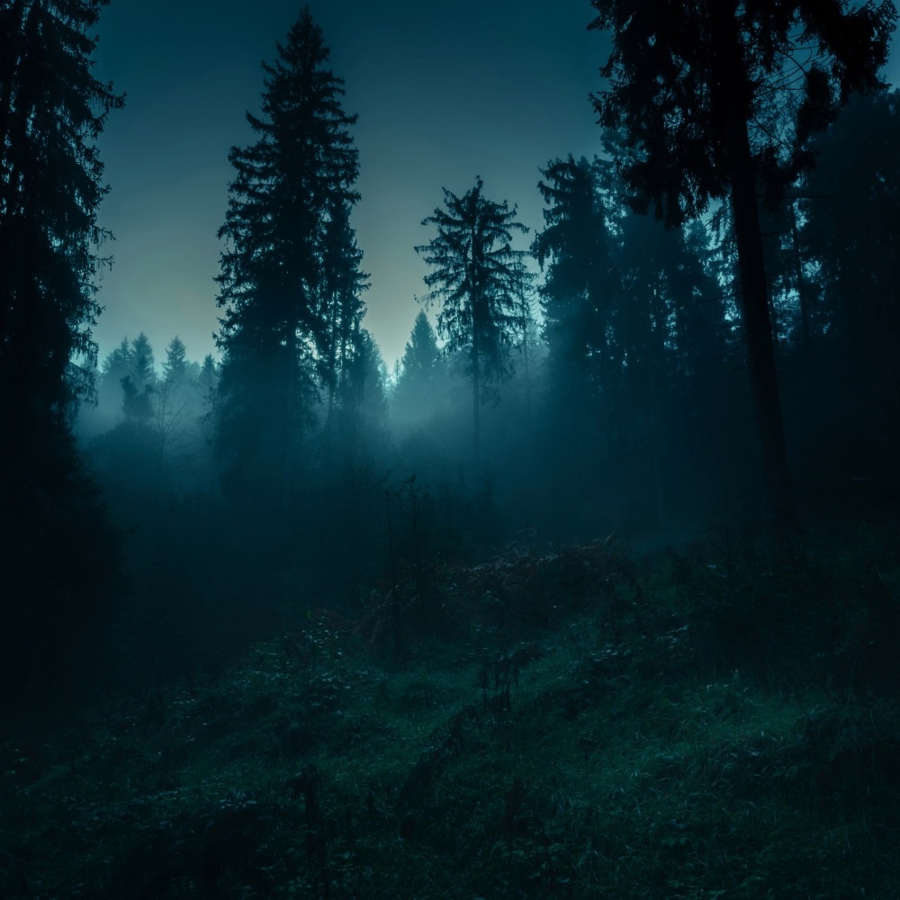 Peaceful Echoes for Day Rest