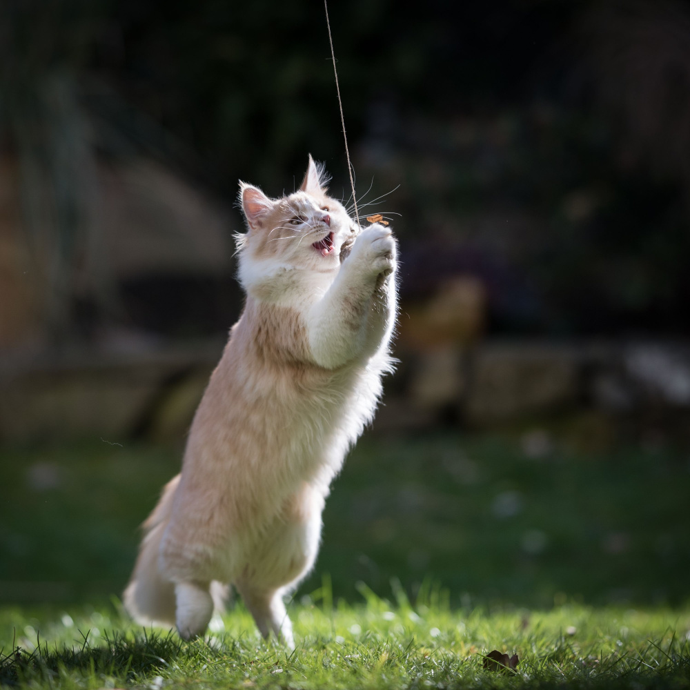 Breezy Feline Melodies