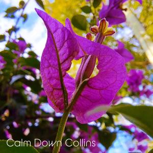 Dengarkan lagu Summer's Gone nyanyian Calm Down Collins dengan lirik